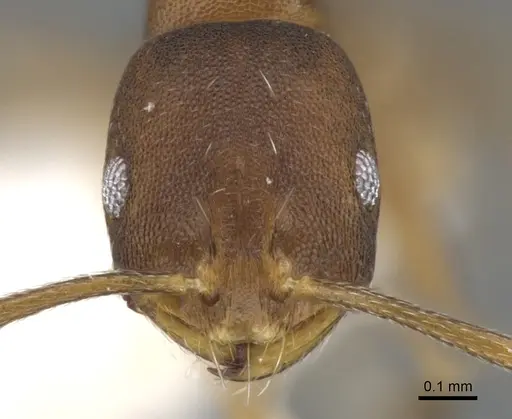 Monomorium micropacum specimen