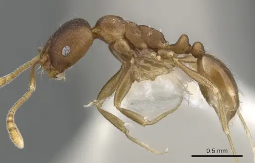 Monomorium micropacum specimen