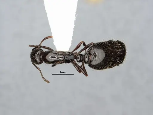 Monomorium minimum specimen