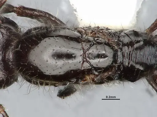 Monomorium minimum specimen