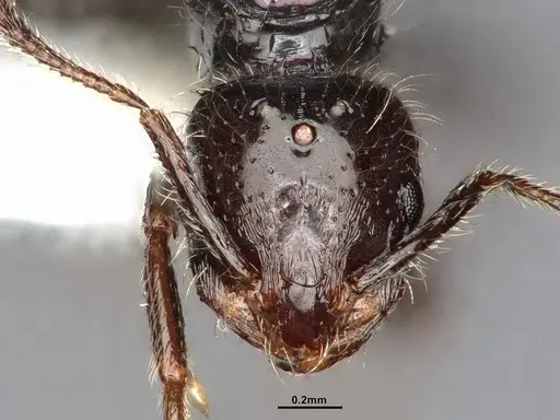Monomorium minimum specimen