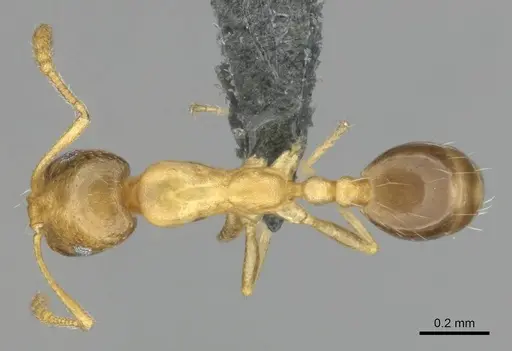 Monomorium minor specimen