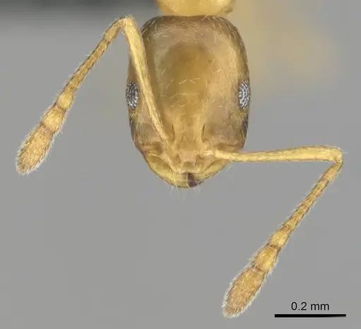 Monomorium minor specimen