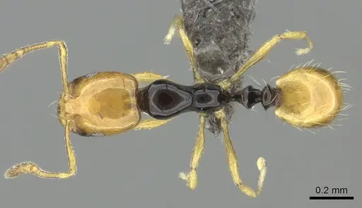 Monomorium mirandum specimen