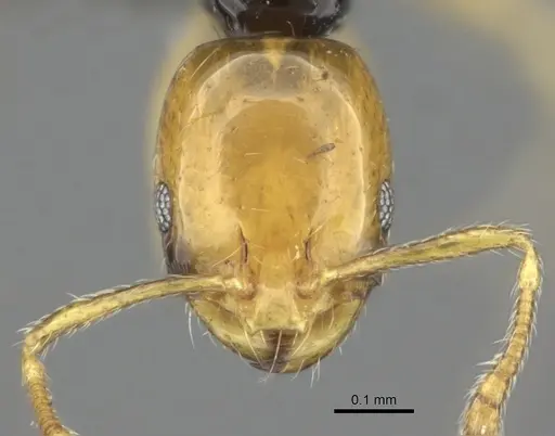 Monomorium mirandum specimen