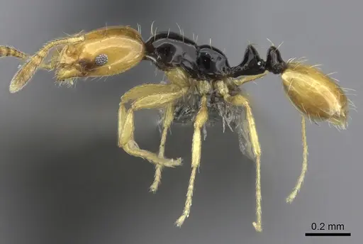 Monomorium mirandum specimen