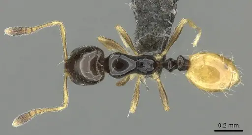 Monomorium mirandum - CASENT0235526