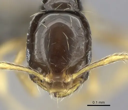 Monomorium mirandum - CASENT0235526