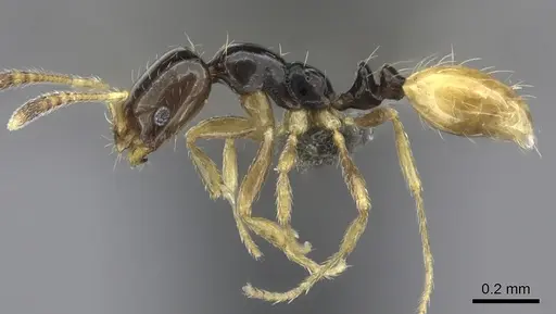 Monomorium mirandum - CASENT0235526