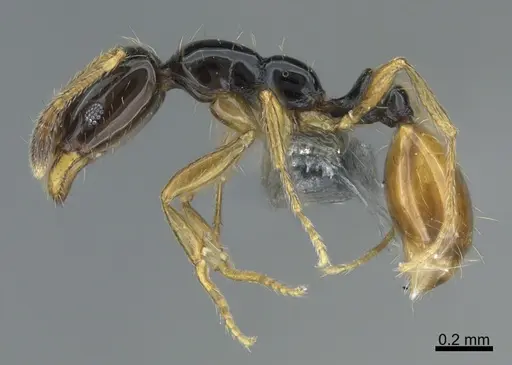 Monomorium mirandum - CASENT0781836