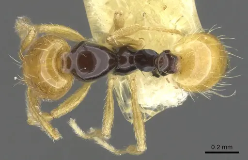 Monomorium mirandum - CASENT0902247