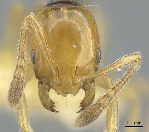 Monomorium mirandum - CASENT0902247