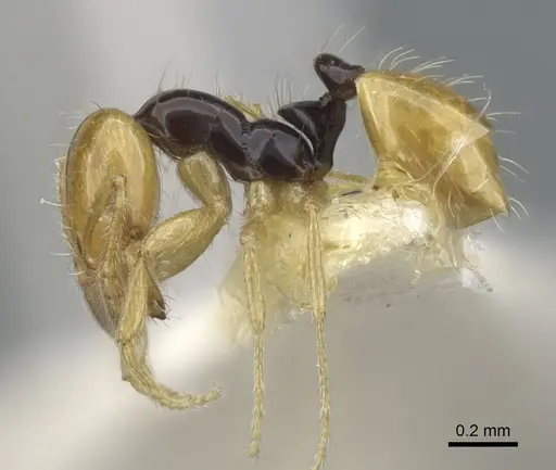 Monomorium mirandum - CASENT0902247