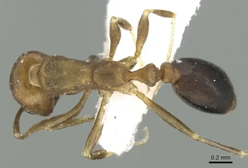 Monomorium moathi specimen