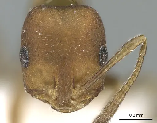 Monomorium moathi specimen