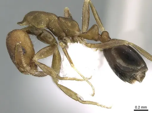 Monomorium moathi specimen