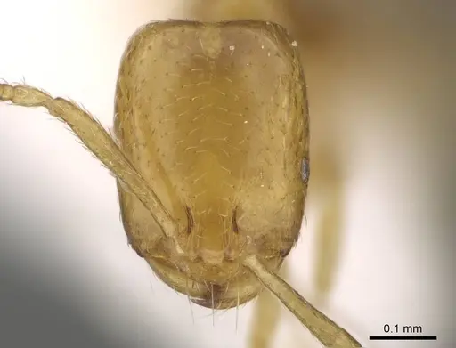 Monomorium mohammedi specimen