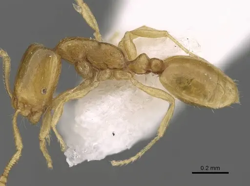 Monomorium mohammedi specimen