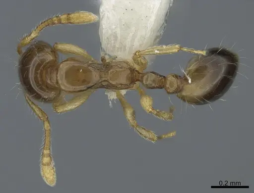 Monomorium monomorium specimen
