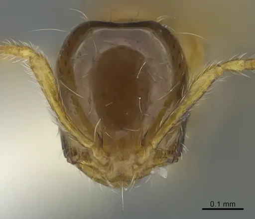 Monomorium monomorium specimen