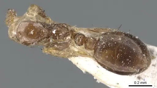 Monomorium monomorium - CASENT0902281