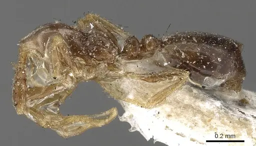 Monomorium monomorium - CASENT0902281