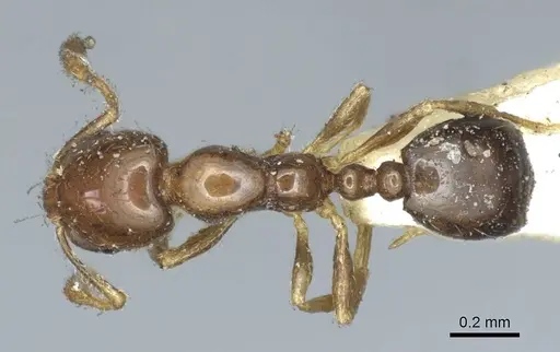 Monomorium monomorium - CASENT0916000