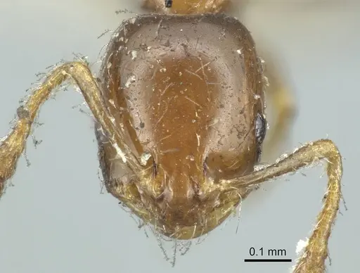 Monomorium monomorium - CASENT0916000