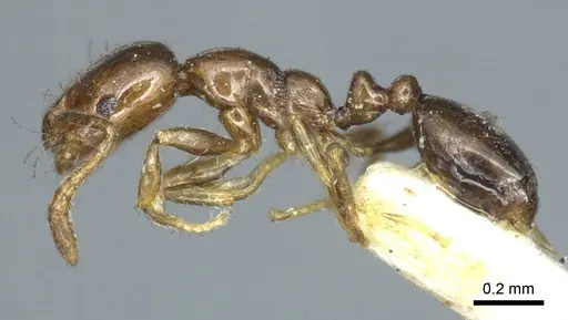 Monomorium monomorium - CASENT0916000