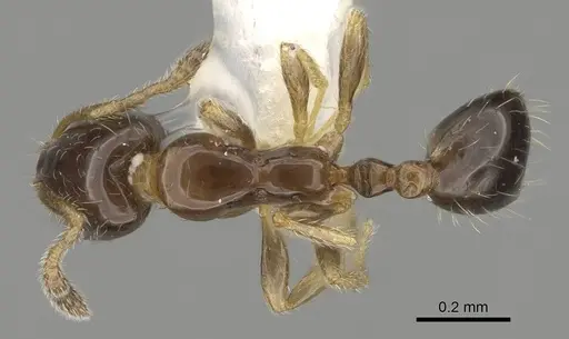 Monomorium monomorium - CASENT0919906