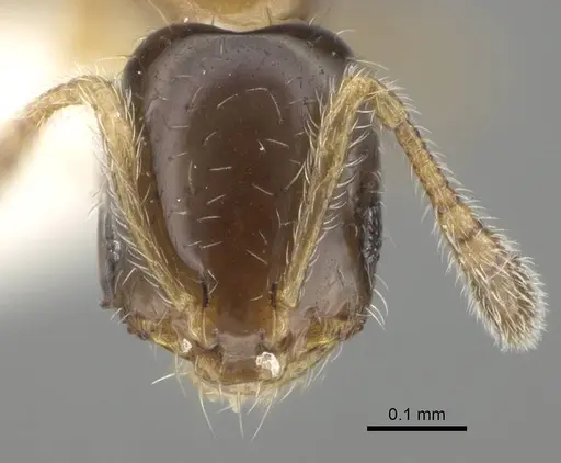 Monomorium monomorium - CASENT0919906