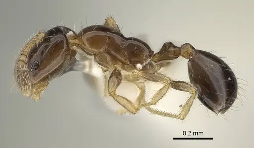 Monomorium monomorium - CASENT0919906