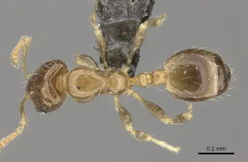 Monomorium musicum specimen