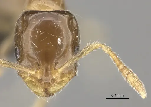 Monomorium musicum specimen