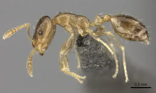 Monomorium musicum specimen