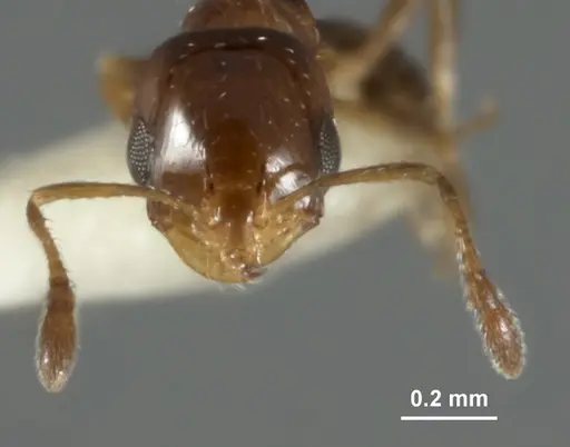 Monomorium nanum specimen