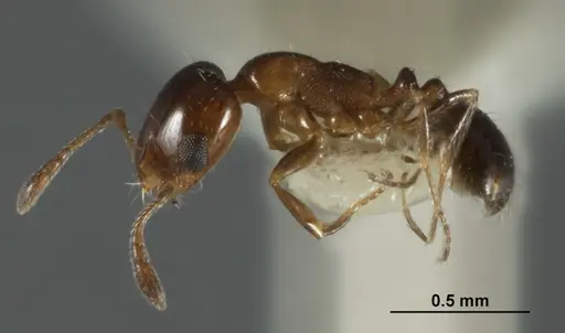 Monomorium nanum specimen