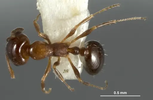 Monomorium nanum - ANIC32-015672-2