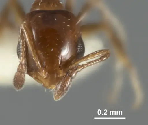 Monomorium nanum - ANIC32-015672-2