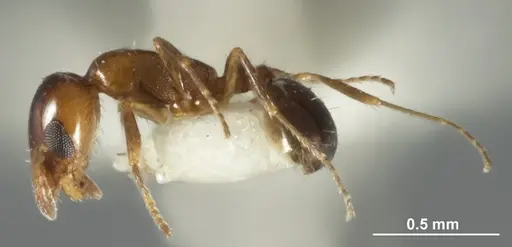 Monomorium nanum - ANIC32-015672-2