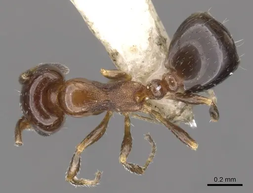 Monomorium nanum - CASENT0902316