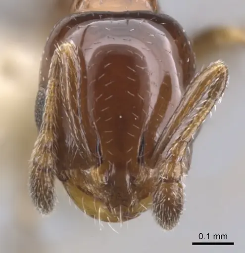 Monomorium nanum - CASENT0902316