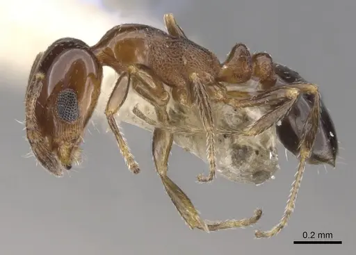 Monomorium nanum - CASENT0902316