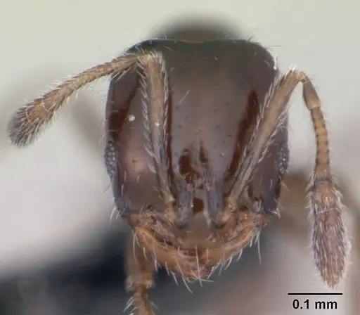 Monomorium nigricans specimen