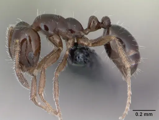 Monomorium nigricans specimen