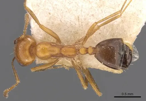 Monomorium niloticoides specimen