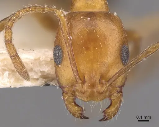 Monomorium niloticoides specimen