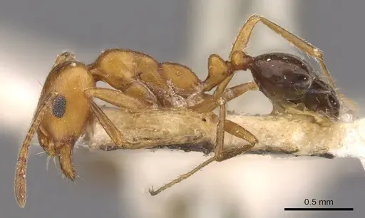 Monomorium niloticoides specimen