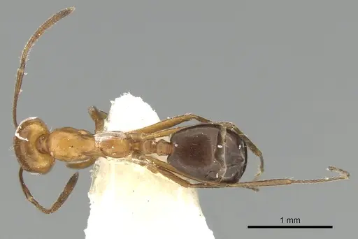 Monomorium niloticum specimen