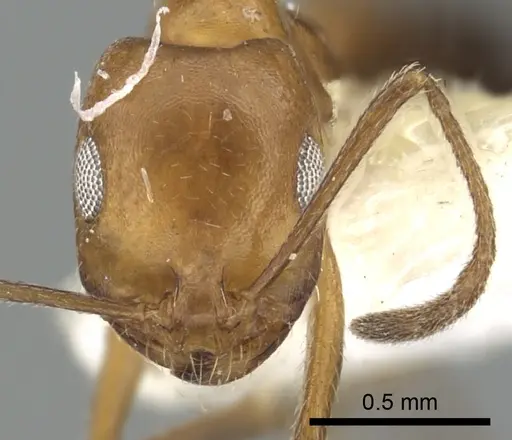 Monomorium niloticum specimen
